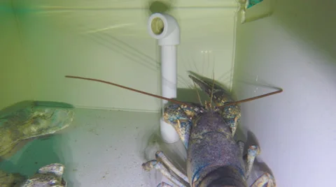 Lobster under water Stock Footage 68990501
