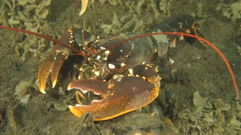 Lobster walking Stock Footage 135723484