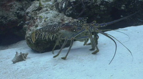Lobster walking p2 Video stock 399293