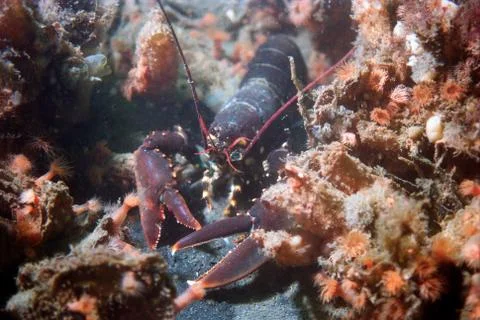 Lobster walking Stock Photos