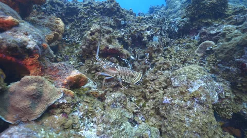 Lobster walking on the reef Stock Footage 305426954