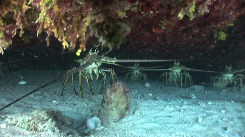 Lobster Walking on Sand Stock Footage 36374547