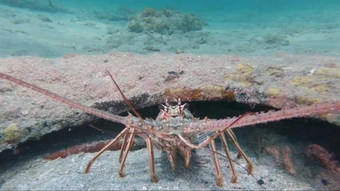 A lobster on a wooden surface Stock Footage 155405648