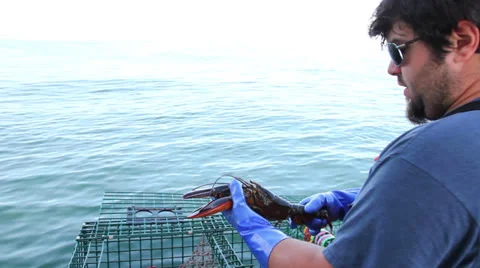 Lobsterman Pulls Lobster From Trap, Inspects it, Keeps it, Maine Stock Footage 25501245