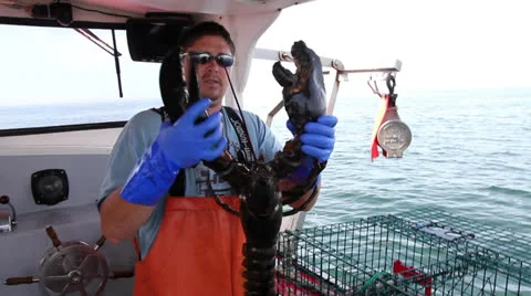 Lobsterman Pulls Over-sized Lobster Out of Lobster Trap, Maine Stock Footage 25581242