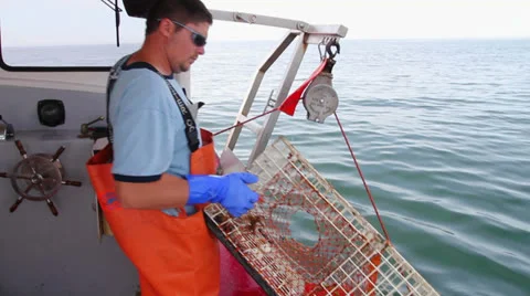 Lobsterman Pulls Trap From Ocean, Opens it, Shows Lobsters Inside, Maine 스톡 동영상 25589917