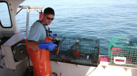 Lobsterman Pulls Two Lobsters From Trap And Puts Them in Bin, Maine 스톡 동영상 25499630