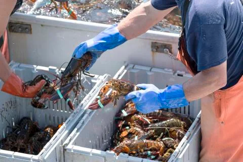 Lobstermen sorting just caught live lobsters on their boat in Maine Stock Photos
