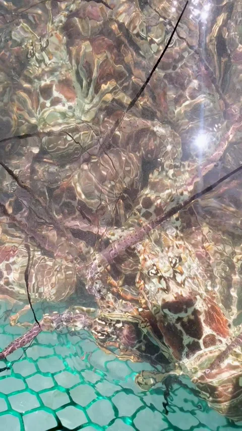 Lobsters are seen in a trap, showcasing the catch from a recent marine Stock Footage 296786966