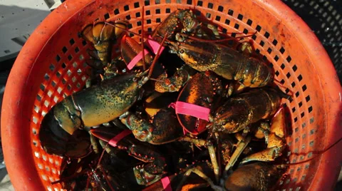Lobsters in basket Stock Footage 28504094