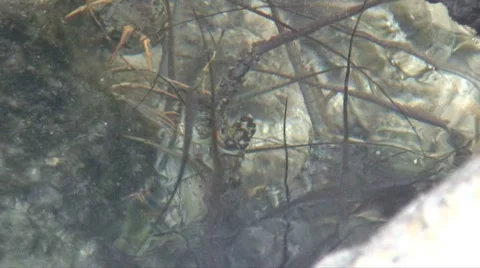 Lobsters burrow 스톡 동영상 7630704