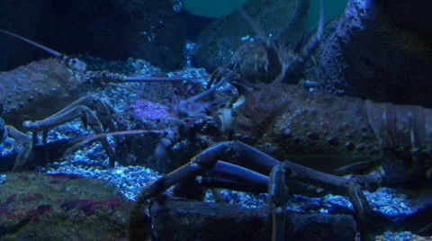 Lobsters fighting Video stock 698853