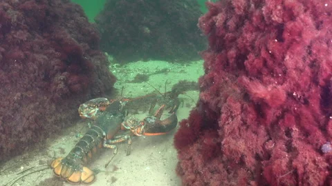 Lobsters fighting on ocean floor. Stock Footage 321428264