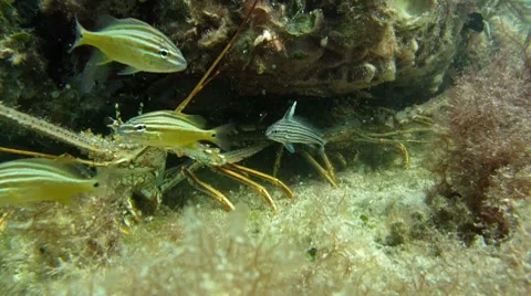 Lobsters with Fish Video stock 7756942