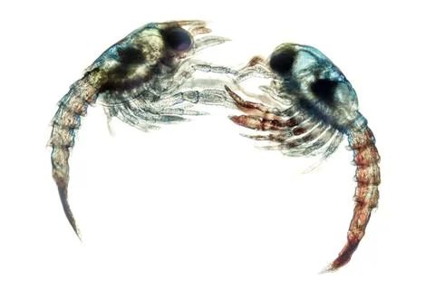 Lobsters microscope Stock Photos