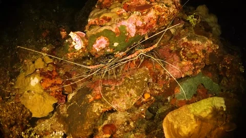 Lobsters at night Video stock 130239437