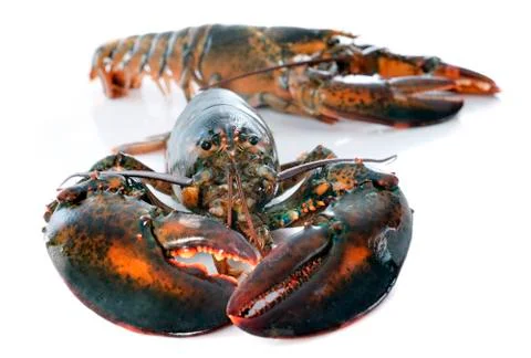 Lobsters Stock Photos
