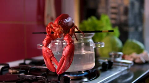 Lobsters in pot of boiling water begin to cook - close up as waves of hit escape Stock Footage 302092683