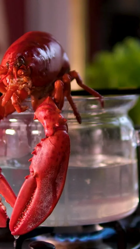 Lobsters in pot of boiling water begin to cook - close up as waves of hit escape Stock Footage 302183687