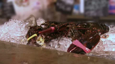 Lobsters sitting on ice Stock Footage 10806801