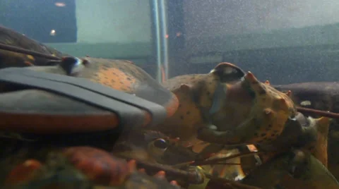 Lobsters in Tank Stock Footage 34627179