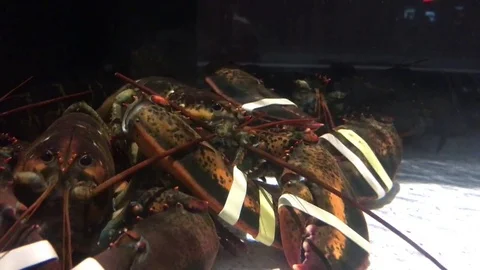 Lobsters in Tank Stock Footage 82547683