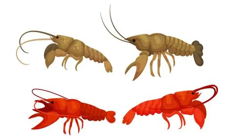 Lobsters with Thick Shell and Strong Chelate Limbs Vector Set Stock Illustration