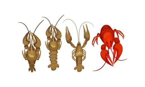 Lobsters with Thick Shell and Strong Chelate Limbs Vector Set Stock Illustration