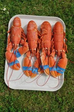 Lobsters on a tray Stock Photos