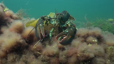 Lobsters walking on ocean floor Stock Footage