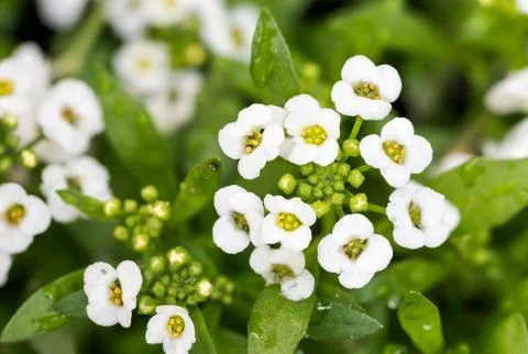 Lobularia Maritima 스톡 사진
