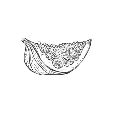 Lobule of fig fruit in hand drawn etched style vector illustration isolated. Stock Illustration