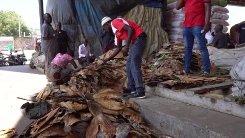 A local African man sorting and counting fish at Mwaloni in Mwanza, Tanzania Stock Footage 310930246