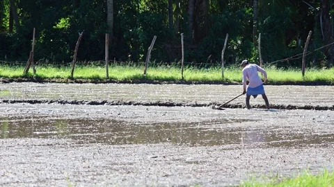 Local agricultural laborer working in a rice paddy in Tissamaharama. Stock Footage