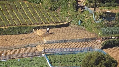Local Agricultural Worker Irrigating Crops with a Hose in Sri Lanka 库存影片 72602898