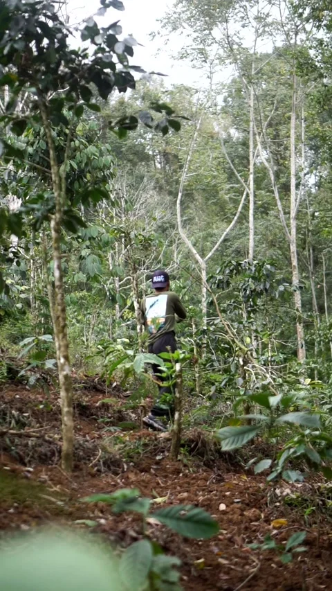 A local agricultural worker working among the dense trees and spice plantation Stock Footage 345476908