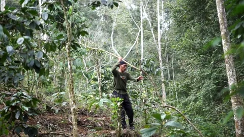 A local agricultural worker working among the dense trees and spice plantation Stock Footage 345476964