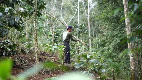 A local agricultural worker working among the dense trees and spice plantation Stock Footage 345476993