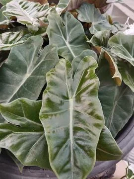 Local amazon taro Stock Photos