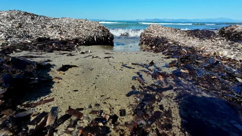 Local beach with small waves and lots of sea weed laying around, mountains Stock Footage 281541119