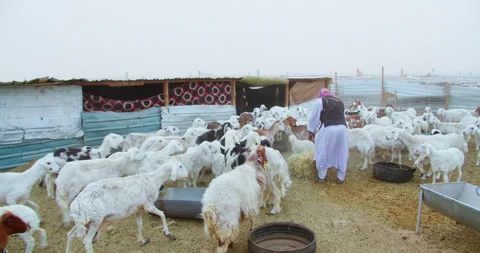 Local bedouin man shepherds bunch of sheep and goats Stock Footage 184756918