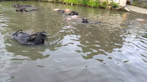 Local Buffalo group bathing in the pond Stock Footage 237906498