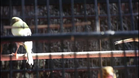 Local canary Stock Footage 241229533