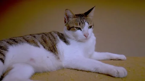 Local cat Stock Footage 138545217