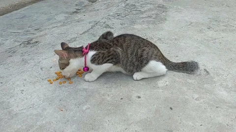 Local cat Stock Footage 221209729