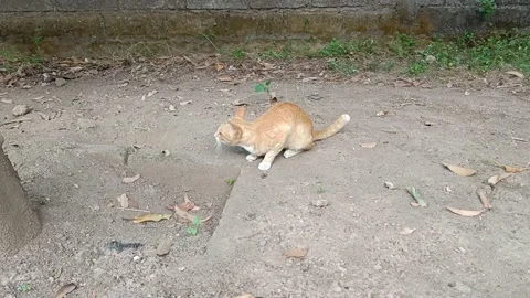 A local cat is in his own yard Stock Footage 220558353