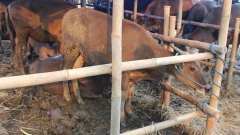 Local Cattle Market for Eid al-Adha Sacrifice Stock Footage 277061874