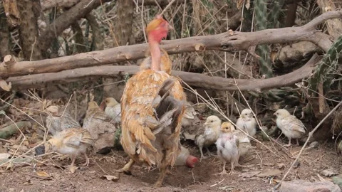 Local chicken raise  its small chicks Stock Footage 162234009