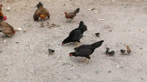 Local chickens feeding Stock Footage 37534794