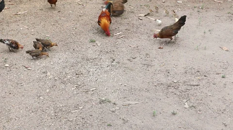 Local chickens feeding Stock Footage 37537091